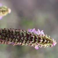 Coleus strobilifer (Roxb.) A.J.Paton